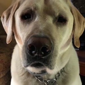 Meet your Posher, Peter